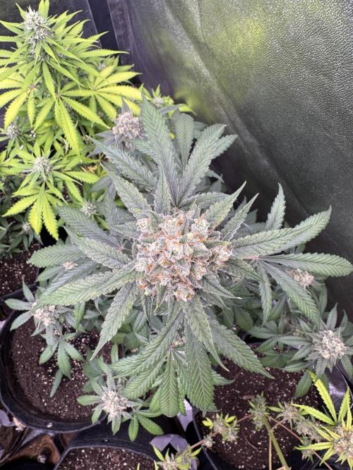 Auto Opium - Divine Seeds. Week 11