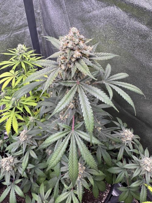 Auto Opium - Divine Seeds. Week 11