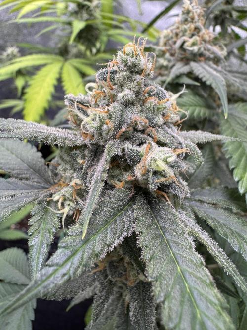 Auto Opium - Divine Seeds. Week 11