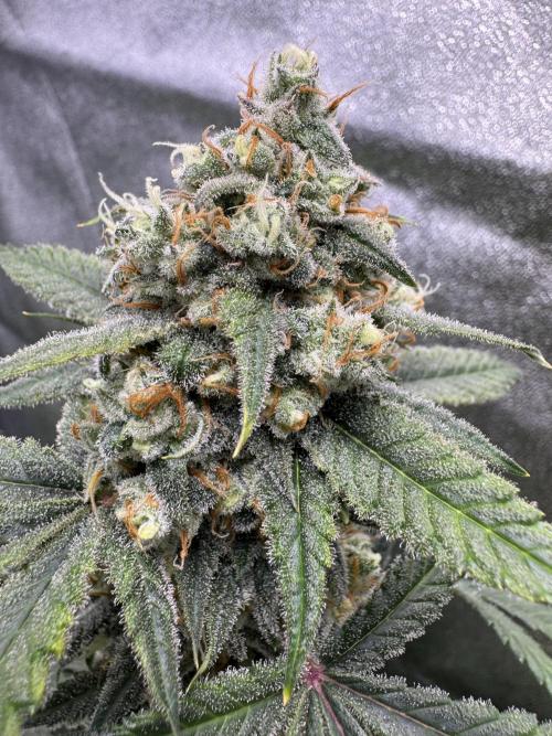 Auto Opium - Divine Seeds. Week 11