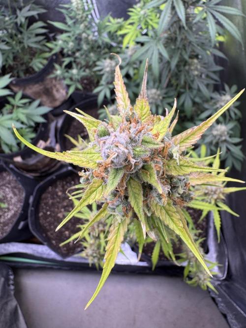 AUTO FRACTAL - Divine Seeds. Week 12