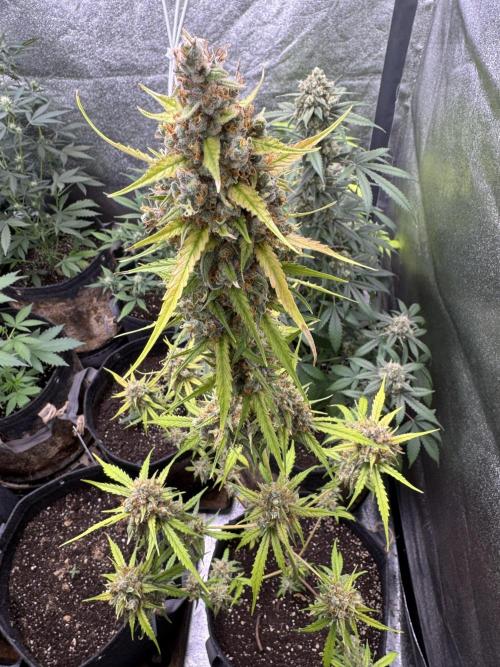 AUTO FRACTAL - Divine Seeds. Week 12