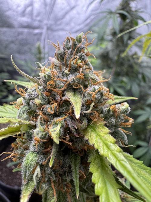 AUTO FRACTAL - Divine Seeds. Week 12