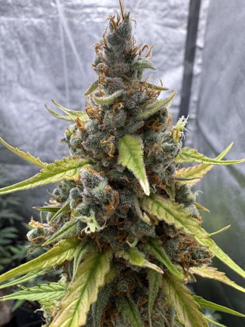 AUTO FRACTAL - Divine Seeds. Week 12