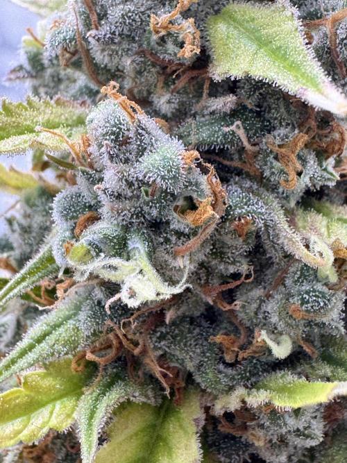 AUTO FRACTAL - Divine Seeds. Week 12