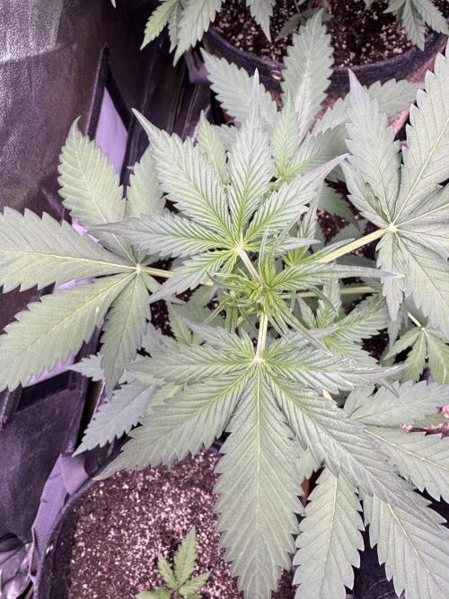 Caramel Auto - FastBuds. Week 5