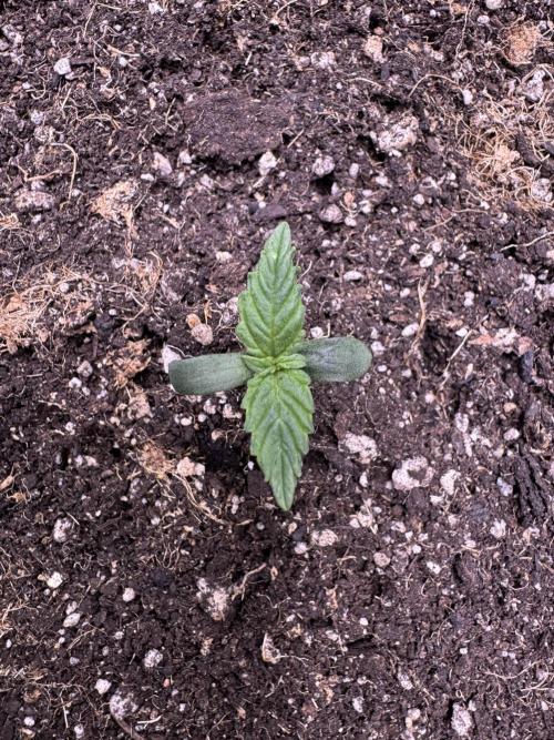 Apple Betty Auto from Herbies Seeds. Week 1