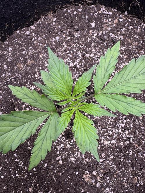 CBD Lemon Auto - Herbies Seeds. Week 2