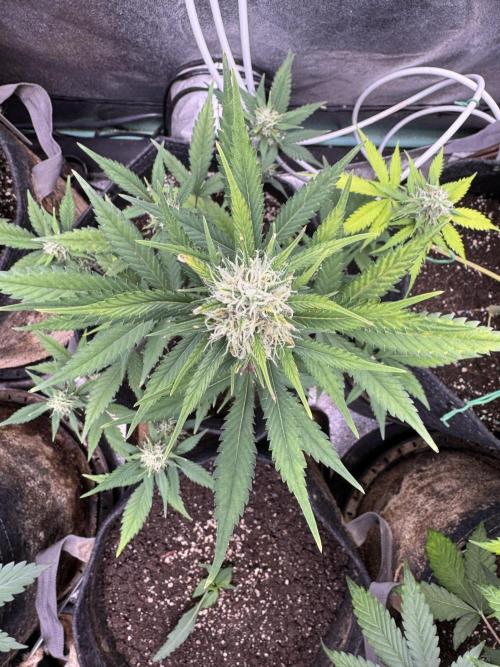 Zkittelz XL Auto - Ganja Farmer Seeds. Week 9