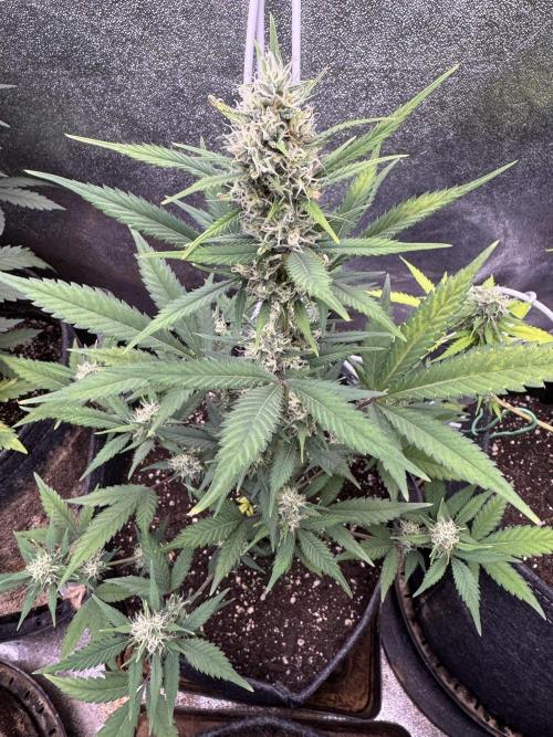 Zkittelz XL Auto - Ganja Farmer Seeds. Week 9