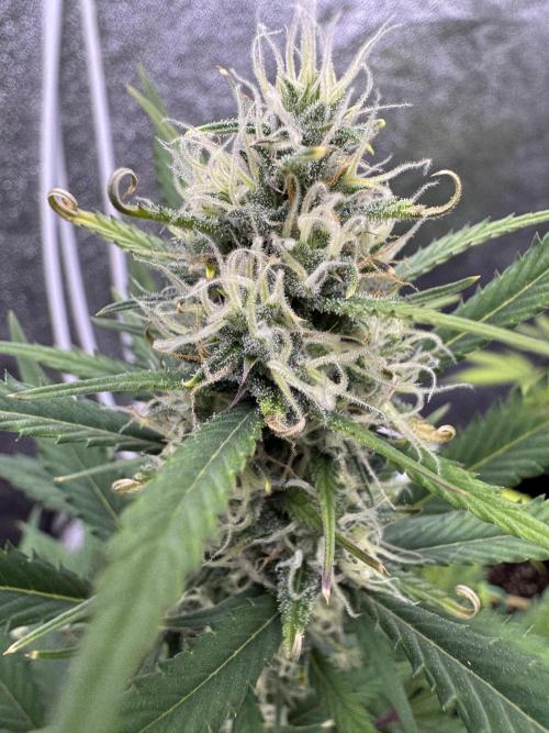 Zkittelz XL Auto - Ganja Farmer Seeds. Week 9