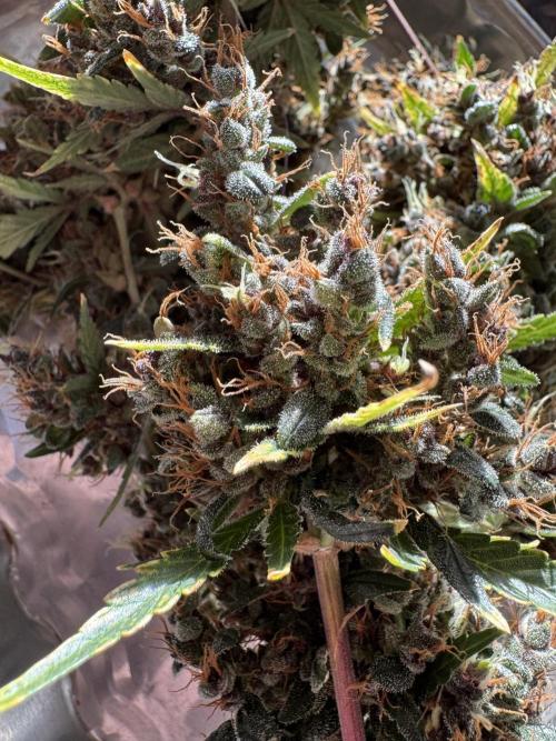 AUTO PURPLE OPIUM - Divine Seeds. Week 15