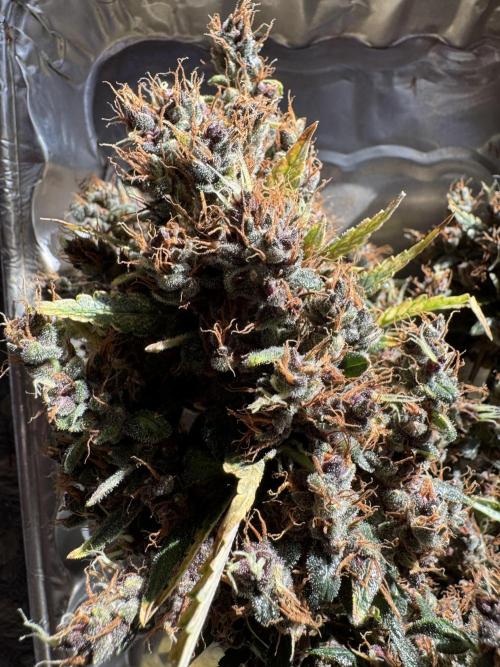 AUTO PURPLE OPIUM - Divine Seeds. Week 15