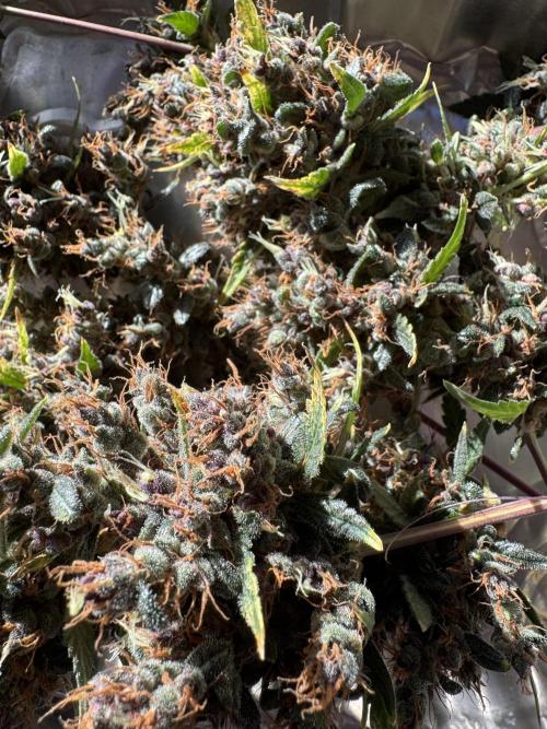 AUTO PURPLE OPIUM - Divine Seeds. Week 15