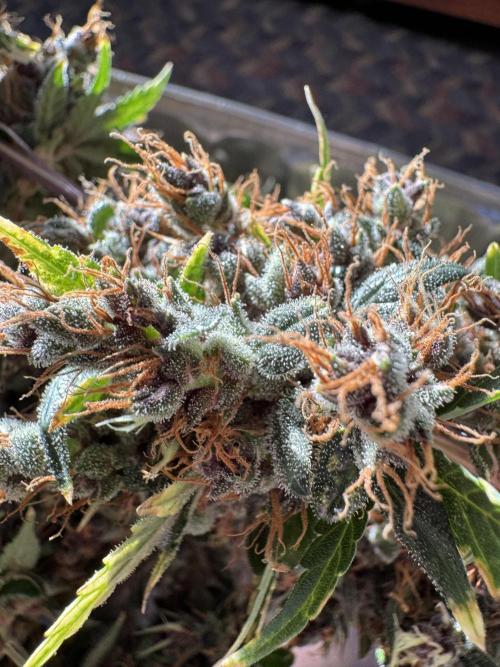 AUTO PURPLE OPIUM - Divine Seeds. Week 15