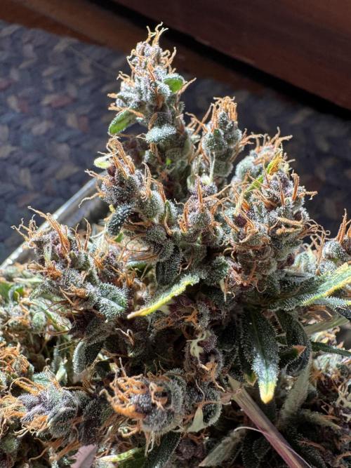 AUTO PURPLE OPIUM - Divine Seeds. Week 15