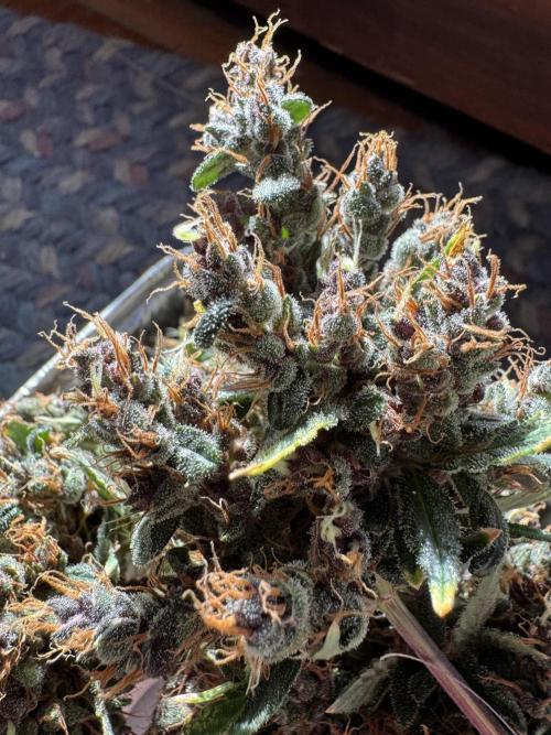 AUTO PURPLE OPIUM - Divine Seeds. Week 15