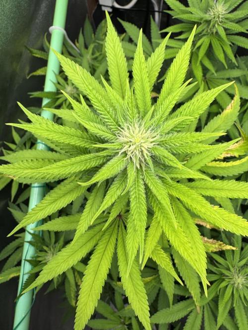 Auto Big Demon by Divine Seeds. Week 13