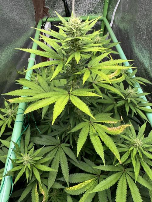 Auto Big Demon by Divine Seeds. Week 13