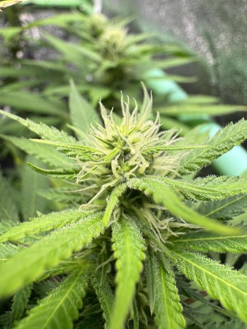 Auto Big Demon by Divine Seeds. Week 13