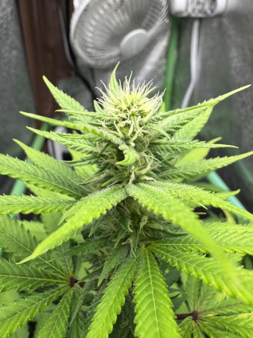 Auto Big Demon by Divine Seeds. Week 13