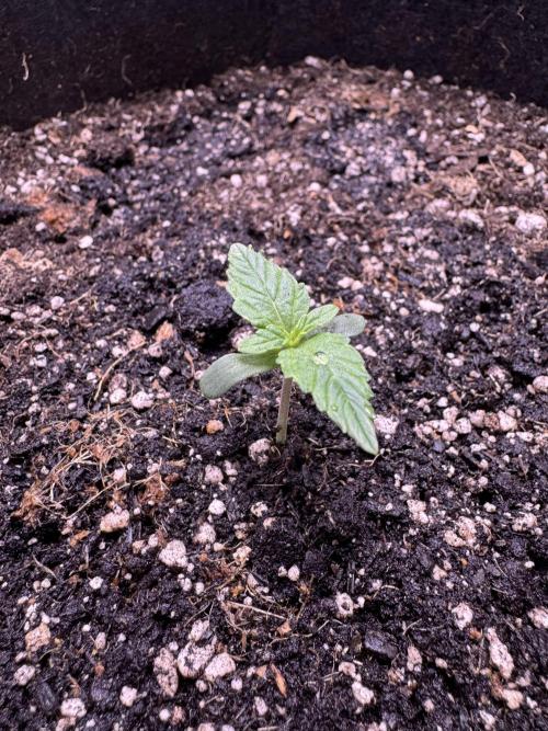 Apple Betty Auto from Herbies Seeds. Week 1