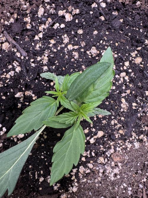 Wurlz F1 Autoflower - Zamnesia Seeds. Week 3