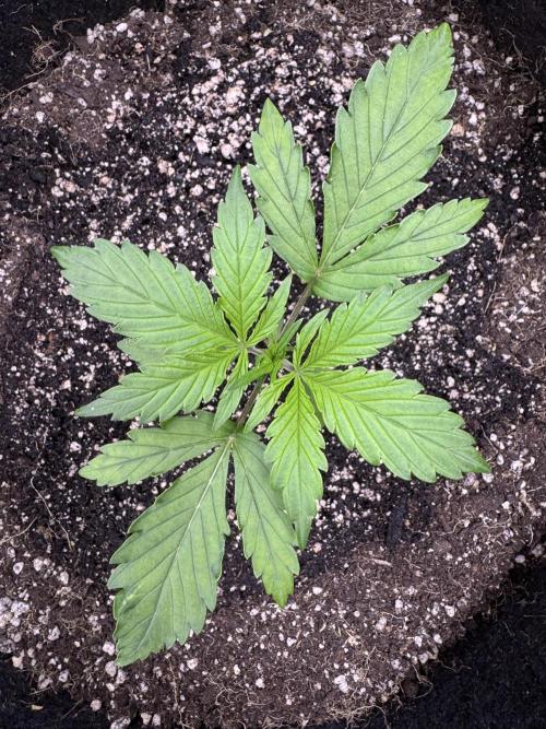 CBD Lemon Auto - Herbies Seeds. Week 2