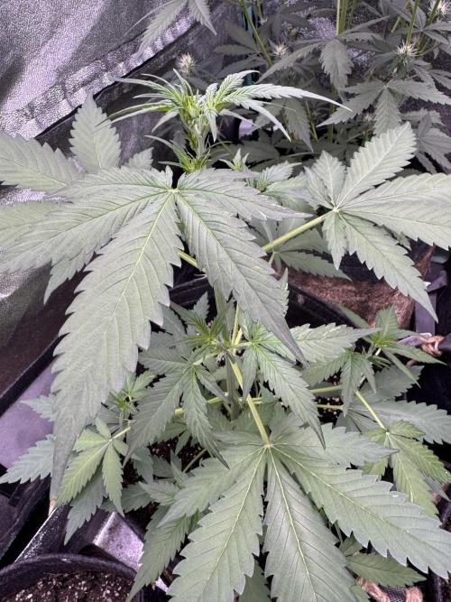 Caramel Auto - FastBuds. Week 5