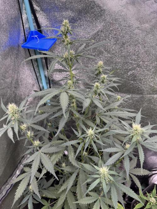 AUTO WHITE WIDOW - Divine Seeds. Week 7