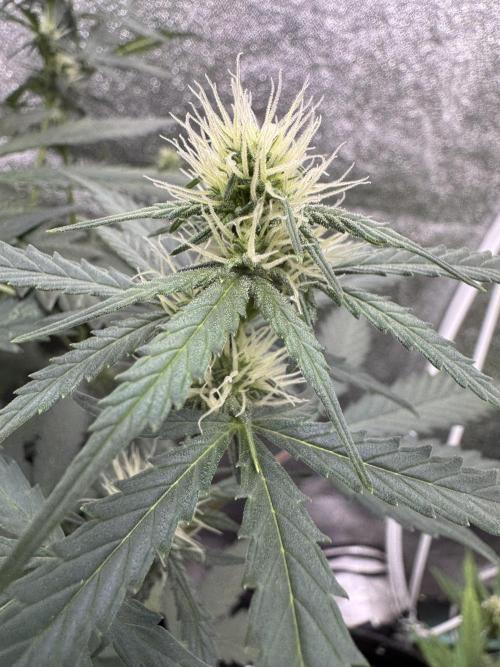 AUTO WHITE WIDOW - Divine Seeds. Week 7