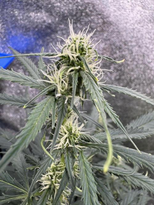 AUTO WHITE WIDOW - Divine Seeds. Week 7