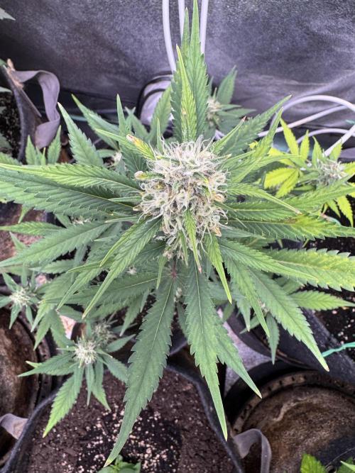 Zkittelz XL Auto - Ganja Farmer Seeds. Week 9