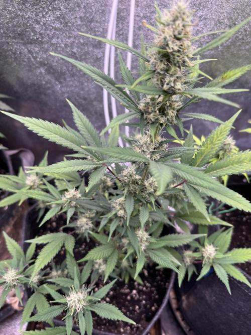 Zkittelz XL Auto - Ganja Farmer Seeds. Week 9