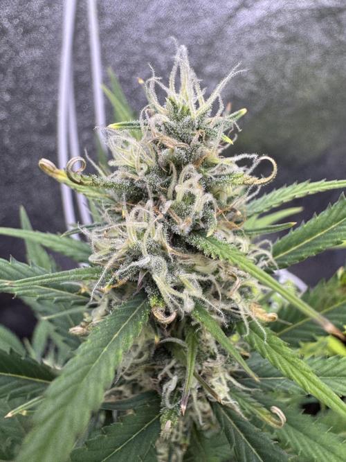 Zkittelz XL Auto - Ganja Farmer Seeds. Week 9