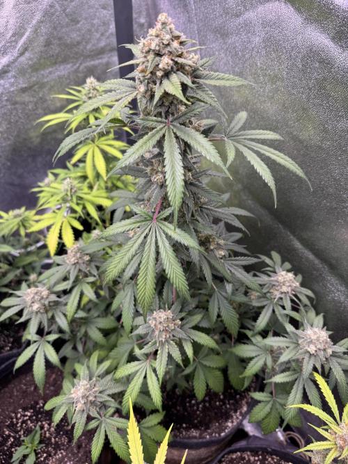 Auto Opium - Divine Seeds. Week 11