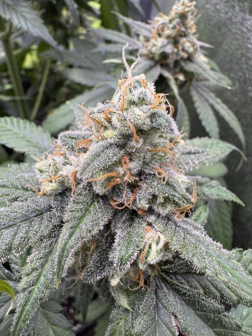 Auto Opium - Divine Seeds. Week 11