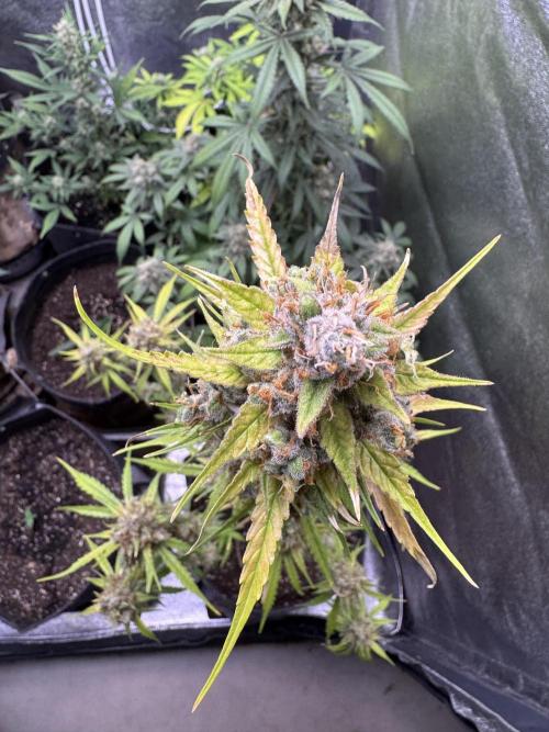 AUTO FRACTAL - Divine Seeds. Week 12