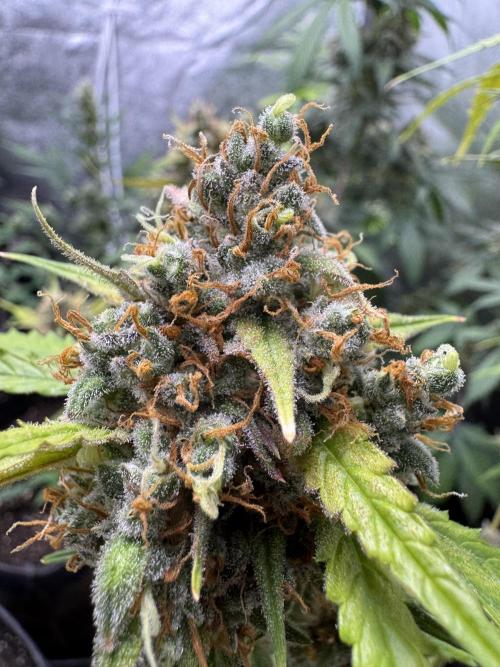 AUTO FRACTAL - Divine Seeds. Week 12