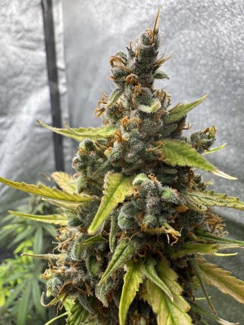 AUTO FRACTAL - Divine Seeds. Week 12