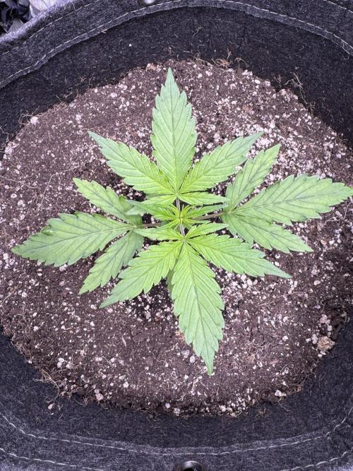 CBD Lemon Auto - Herbies Seeds. Week 3