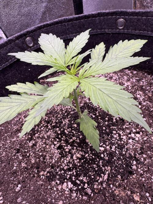 CBD Lemon Auto - Herbies Seeds. Week 3