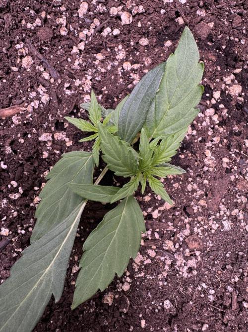 Wurlz F1 Autoflower - Zamnesia Seeds. Week 3