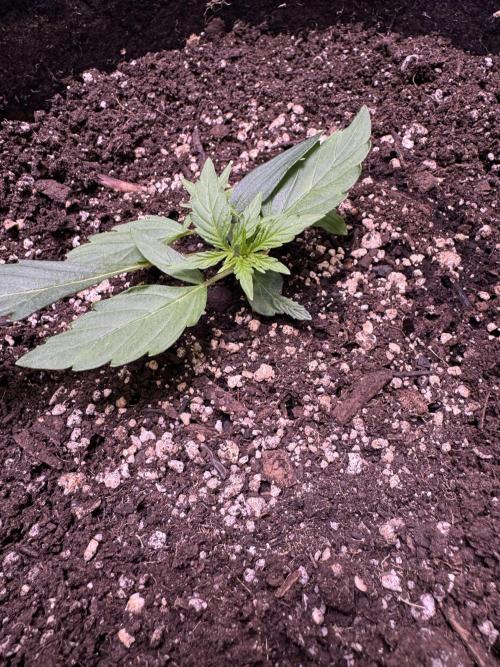 Wurlz F1 Autoflower - Zamnesia Seeds. Week 3