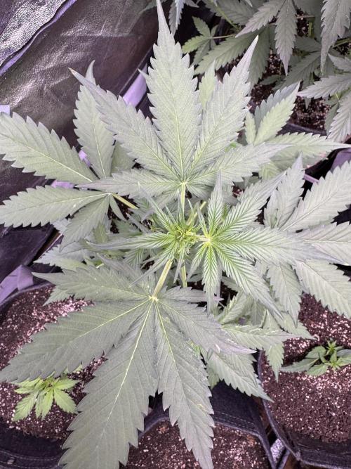 Caramel Auto - FastBuds. Week 5