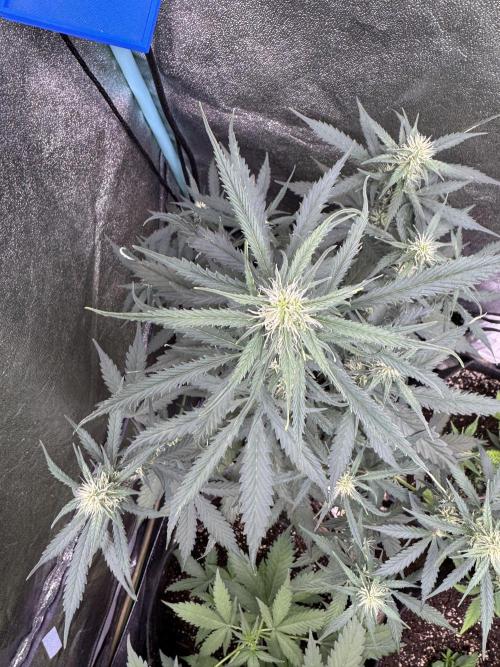 AUTO WHITE WIDOW - Divine Seeds. Week 7