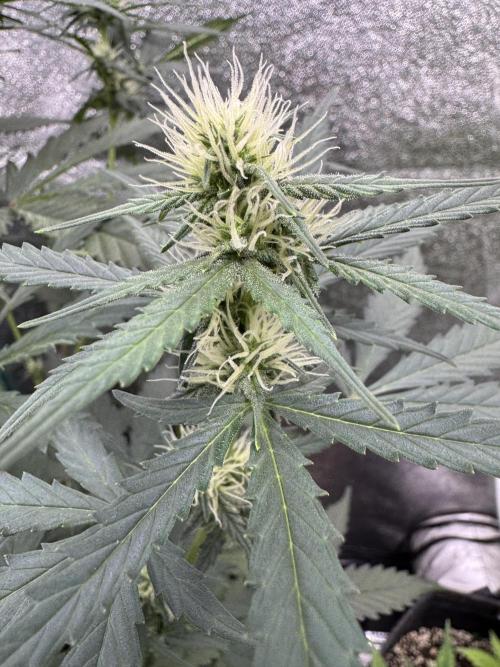 AUTO WHITE WIDOW - Divine Seeds. Week 7