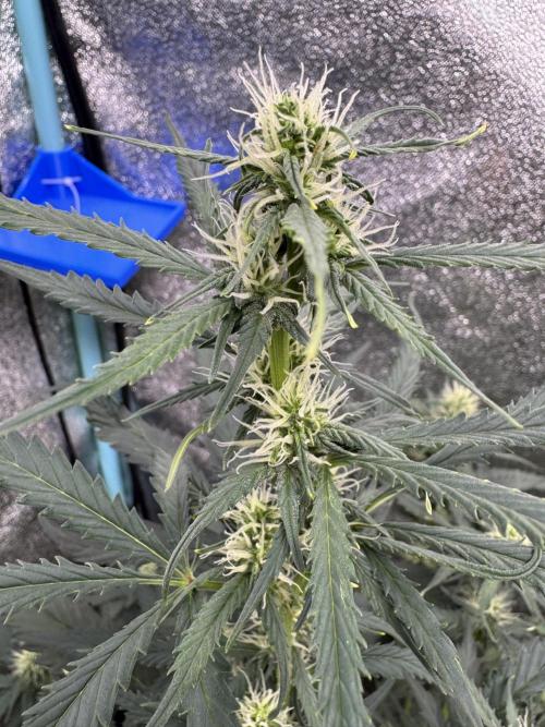 AUTO WHITE WIDOW - Divine Seeds. Week 7