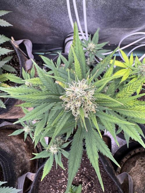 Zkittelz XL Auto - Ganja Farmer Seeds. Week 9