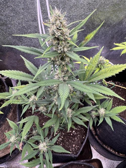 Zkittelz XL Auto - Ganja Farmer Seeds. Week 9